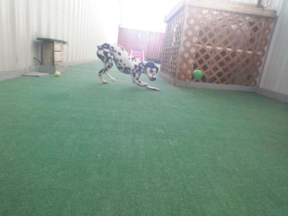 Dog Boarding | Myrtle Beach, SC | K9 Cabana Dog Resort ...