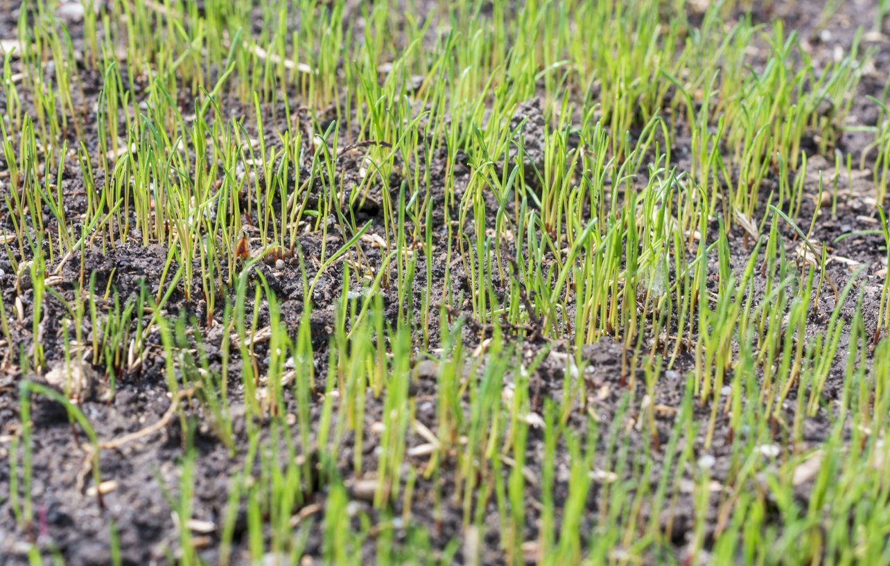 What is Lawn Over Seeding and Why Is It Important?