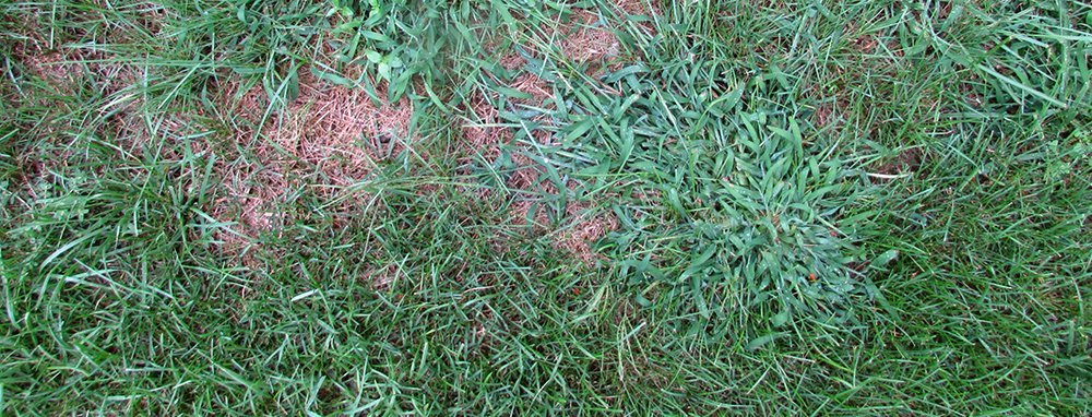 crabgrass lawns