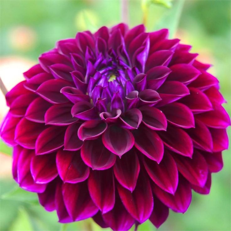 Buy Wholesale Flower Bulbs Dahlia Tubers Online Shop
