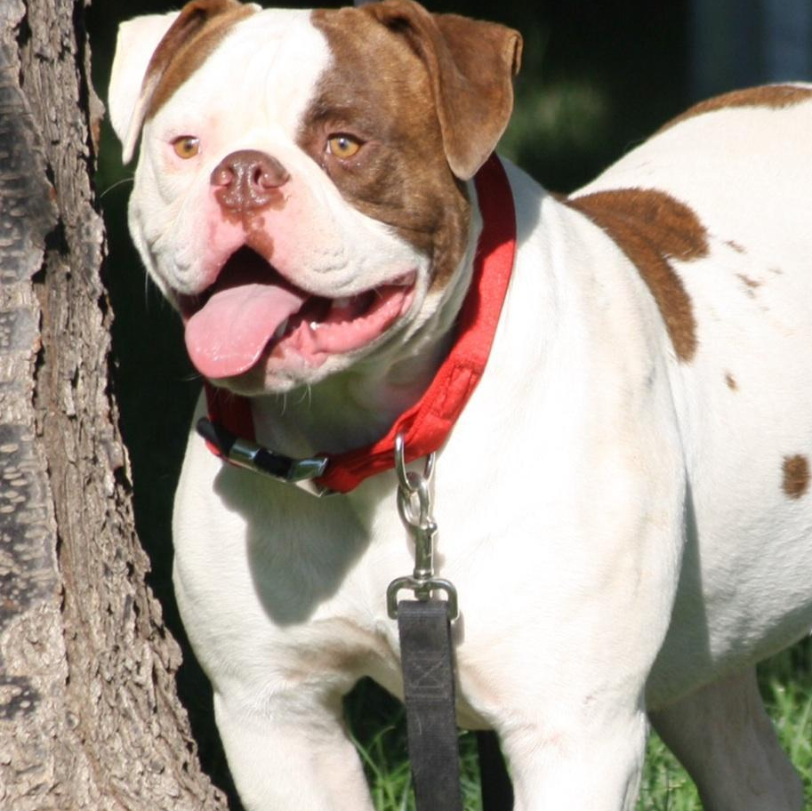 American bulldog pups, Am. Bulldog Breeding Tucson, AZ