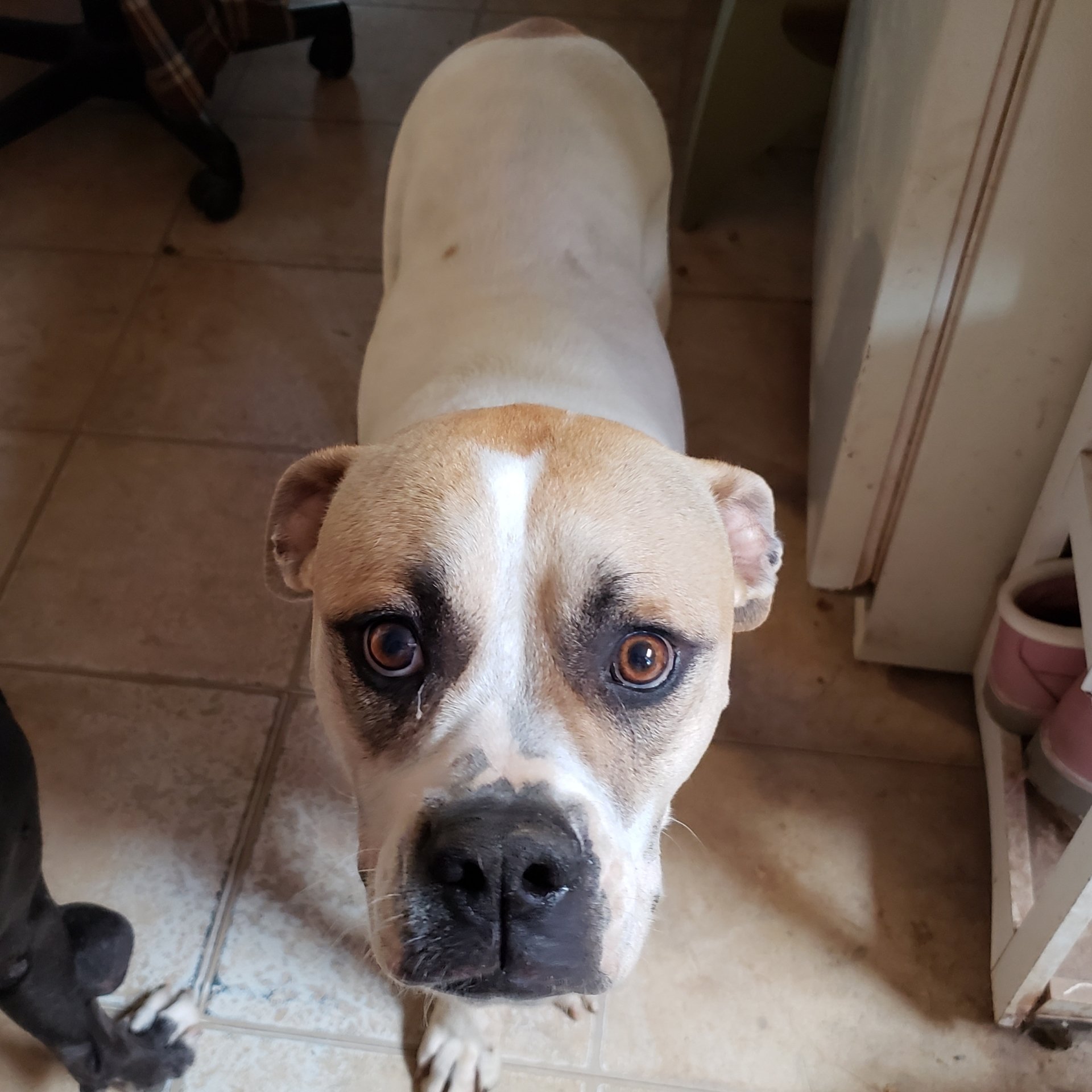 American bulldog pups, Am. Bulldog Breeding Tucson, AZ