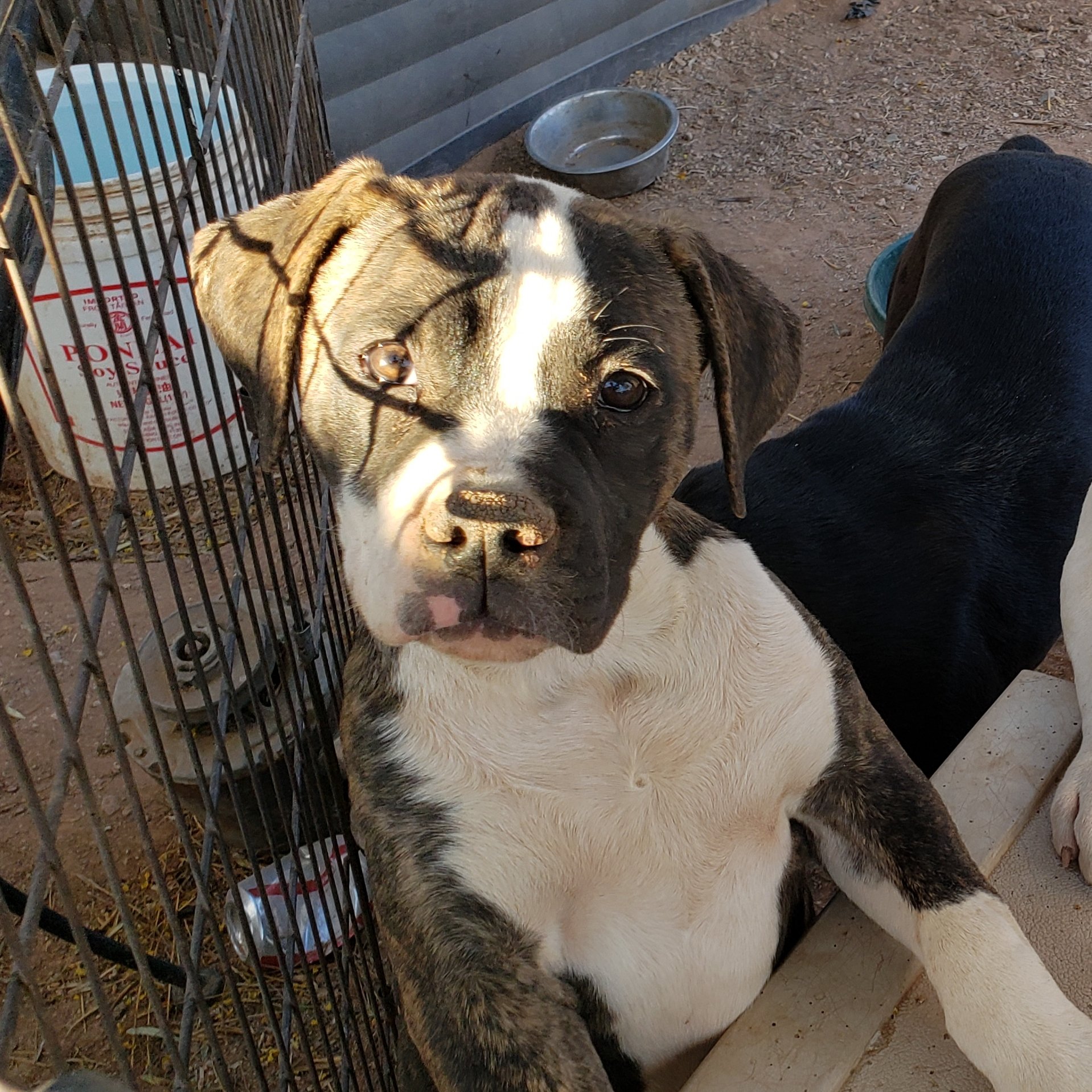 American bulldog pups, Am. Bulldog Breeding Tucson, AZ