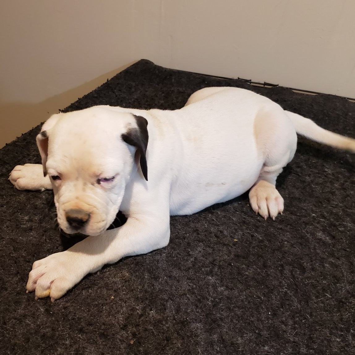 American bulldog pups, Am. Bulldog Breeding Tucson, AZ