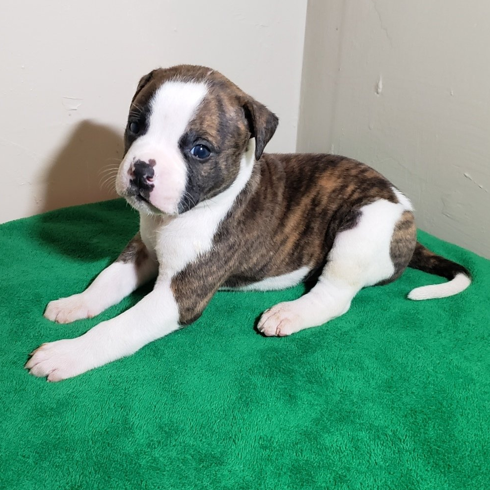 American bulldog pups, Am. Bulldog Breeding Tucson, AZ