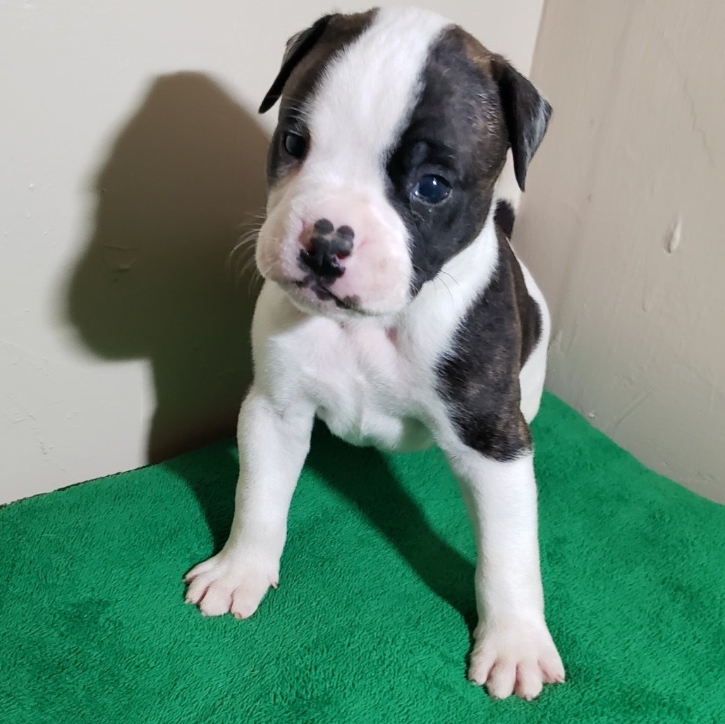 American bulldog pups, Am. Bulldog Breeding Tucson, AZ