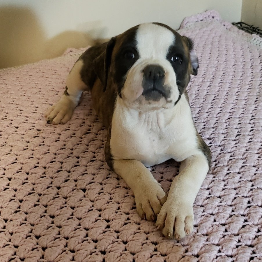 American bulldog pups, Am. Bulldog Breeding Tucson, AZ