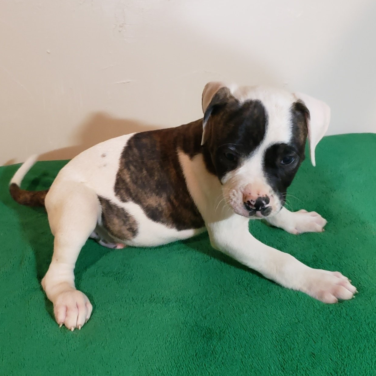 American bulldog pups, Am. Bulldog Breeding Tucson, AZ