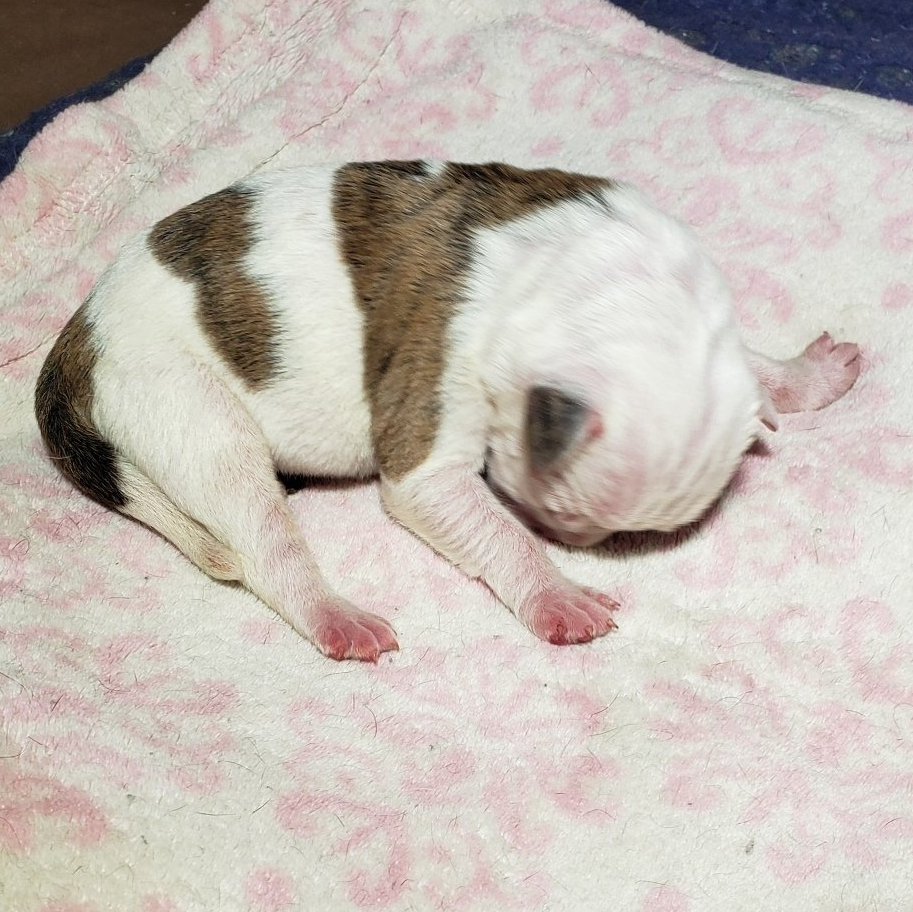 American bulldog pups, Am. Bulldog Breeding Tucson, AZ