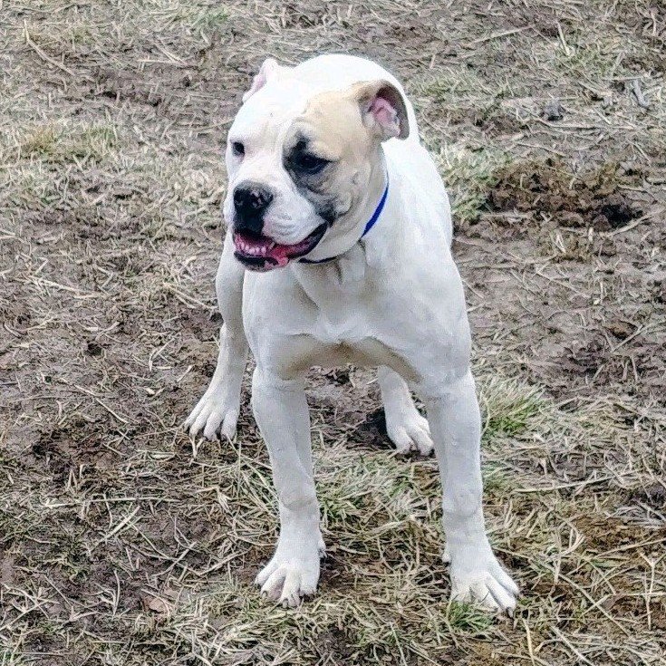 American bulldog pups, Am. Bulldog Breeding Tucson, AZ