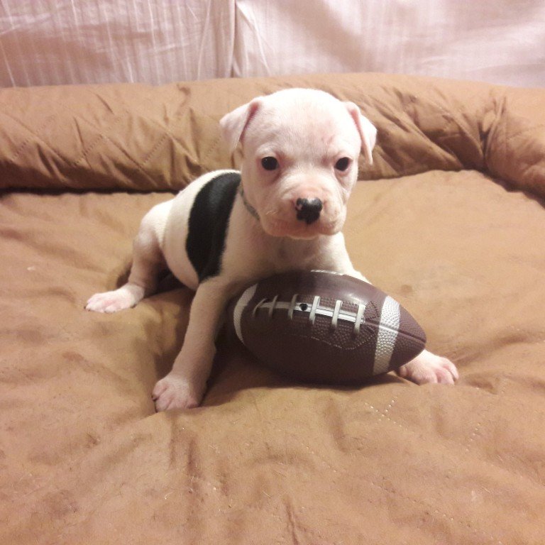 American bulldog pups, Am. Bulldog Breeding Tucson, AZ