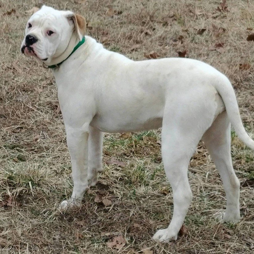 American bulldog pups, Am. Bulldog Breeding Tucson, AZ