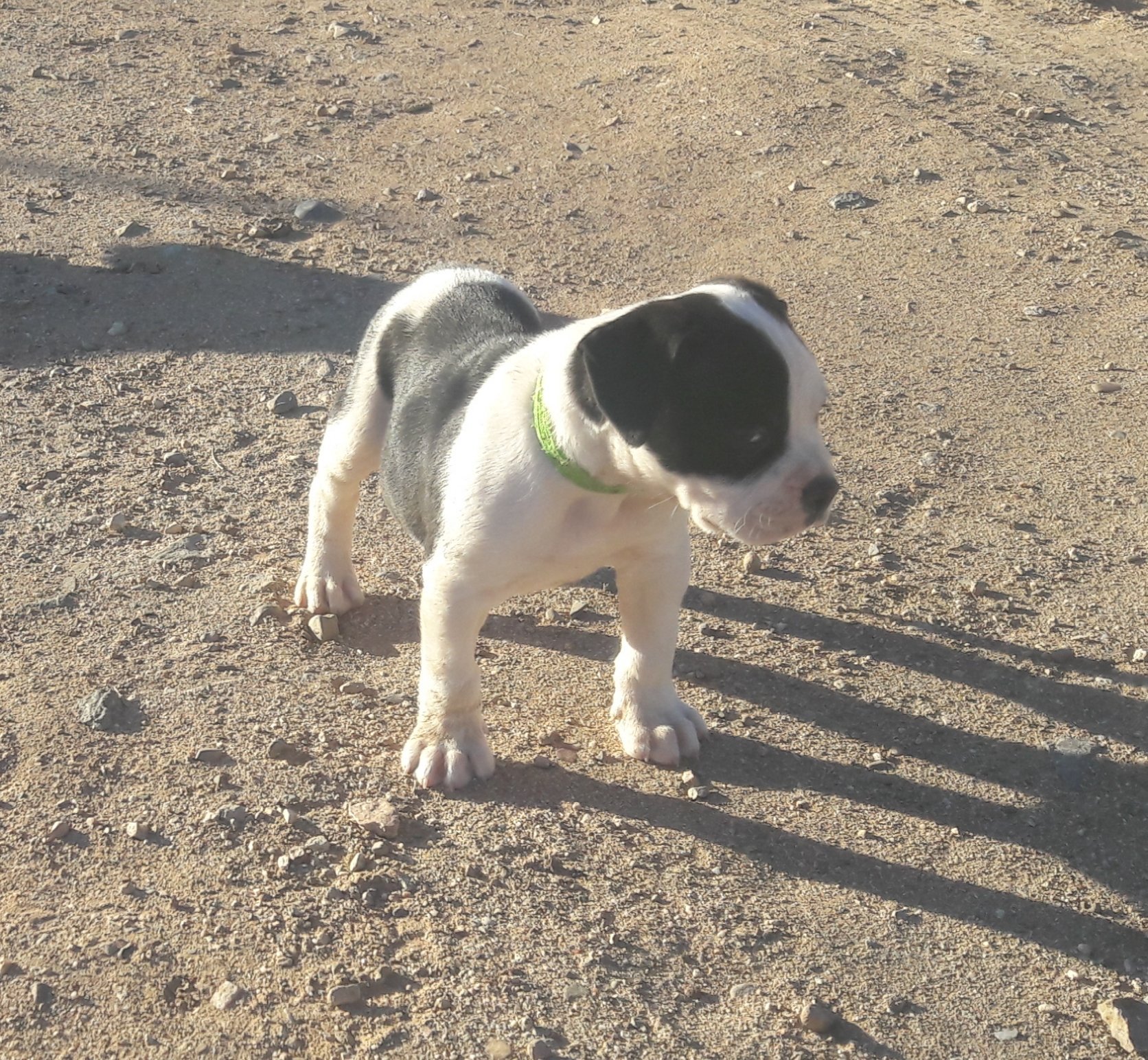 American bulldog pups, Am. Bulldog Breeding Tucson, AZ