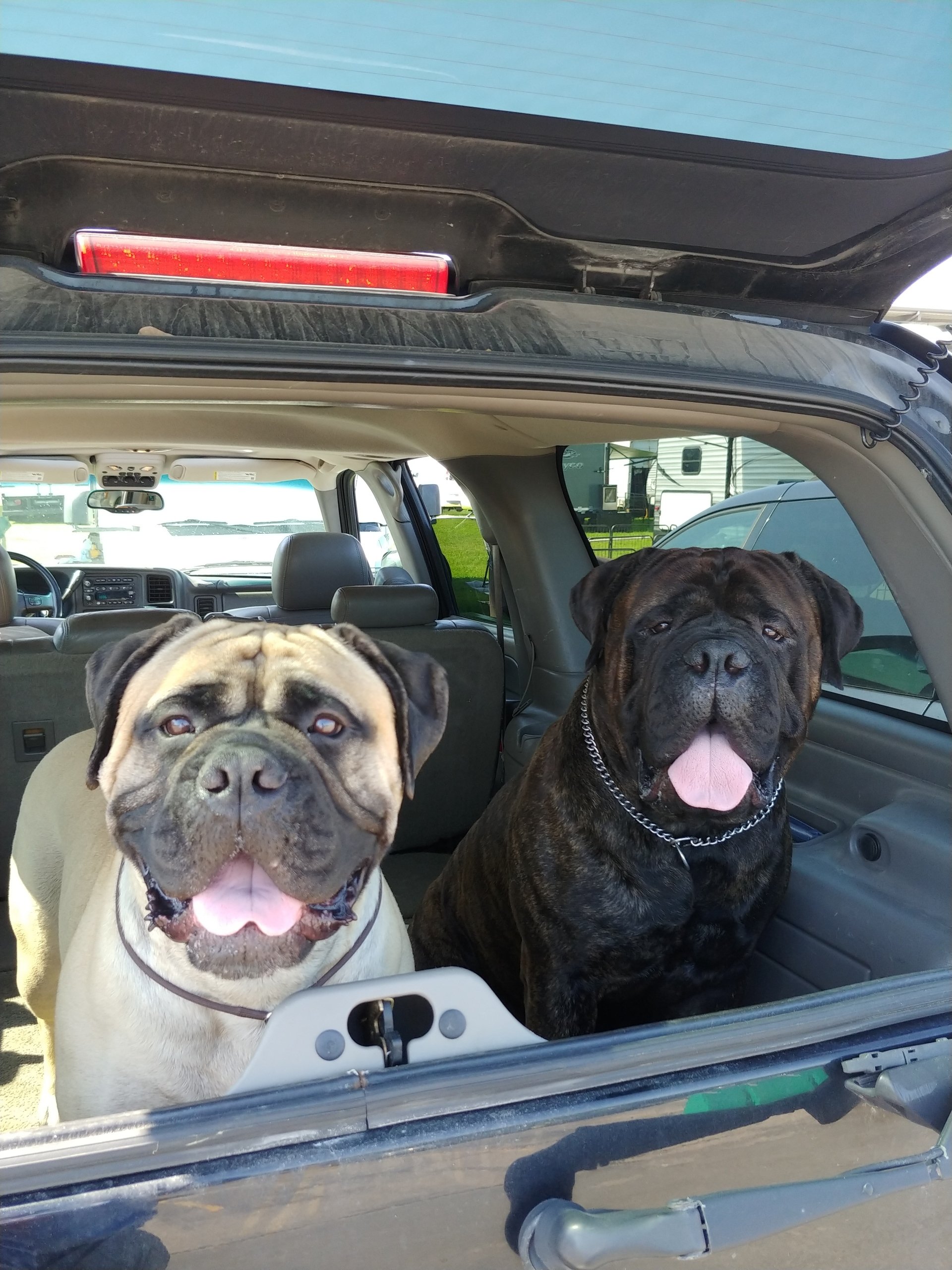 Dog Training Boarding Canton MI Dog Training Boarding Northville MI