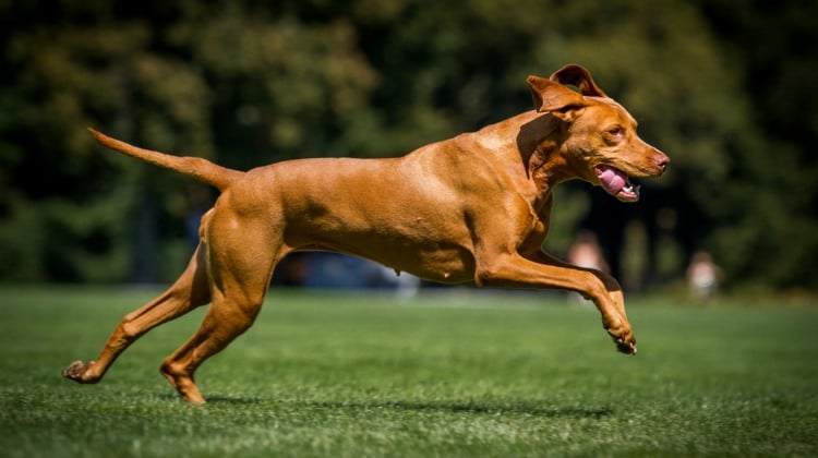 What S The Purpose Of Agility Training For Dogs What S The Purpose Of Agility Training For Dogs