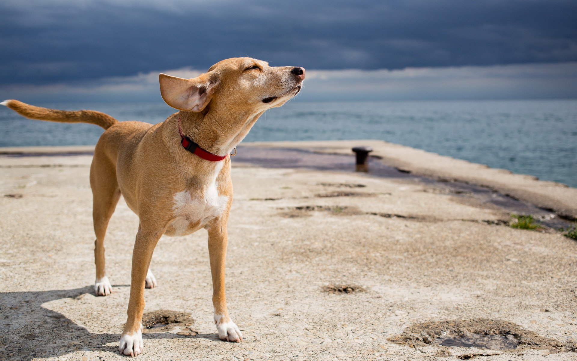 Is Scratby Beach Dog Friendly Is Scratby Beach Dog Friendly