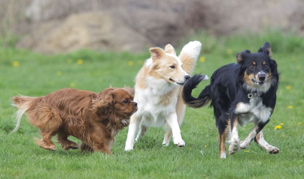 Recall training for dogs in Norfolk
