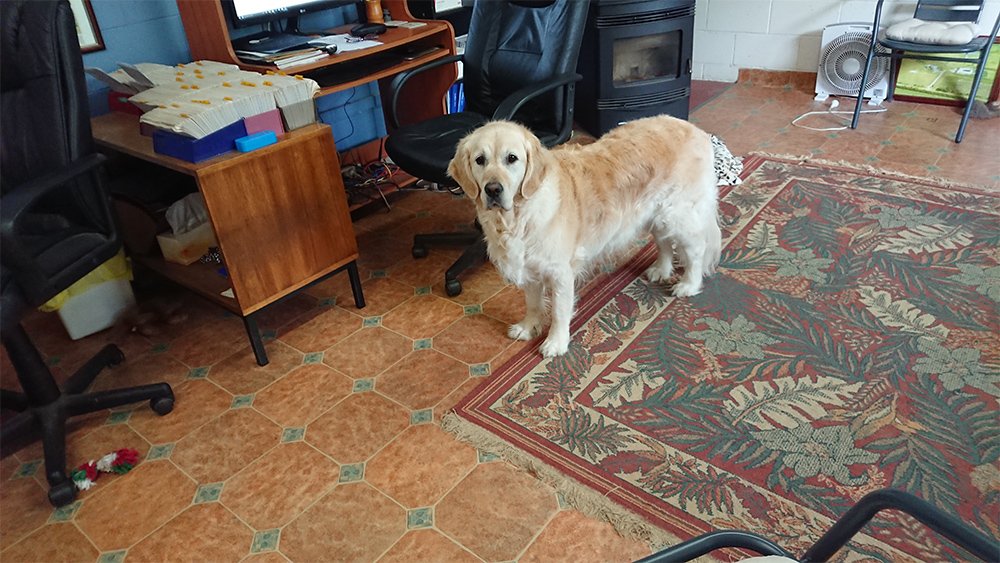 Gallery Longford Park Kennels & Cattery Premier Pet Care