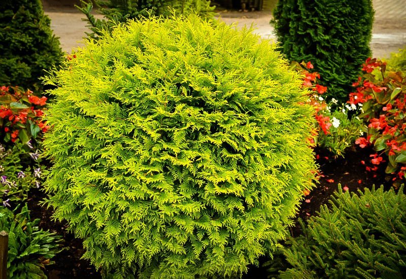 Globe Arborvitae Garden Plant Evergreen Shrubs Chicago Garden Designers
