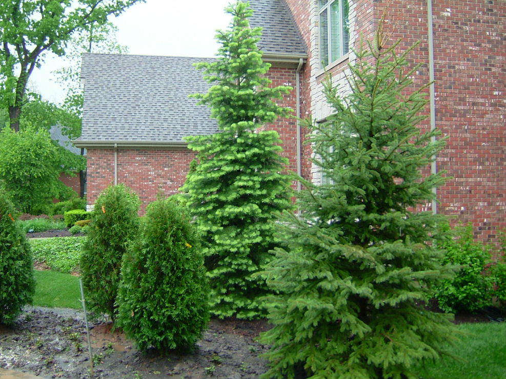 Evergreen Trees Garden Landscaping Center Chicago Garden Designers