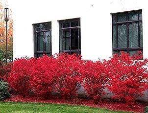 Dwarf Burning Bush | Garden Plant Deciduous Shrubs | Chicago Garden