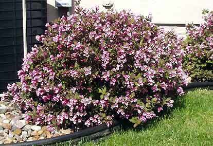 Minuet Weigela Garden Plant Deciduous Shrubs Chicago Garden Designers