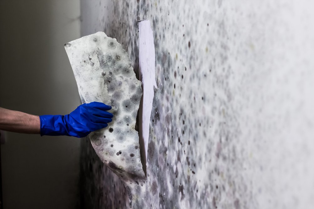 What S The Average Cost Of Mold Remediation In Tuscaloosa