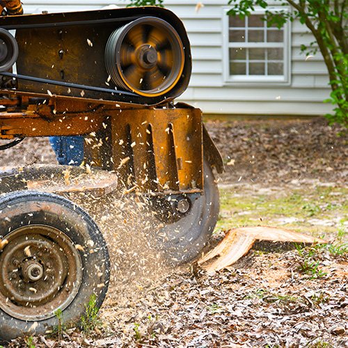 Tree Service Houston, TX Houston Tree Service Team