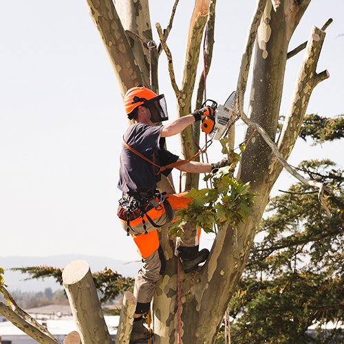 Tree Service Houston, TX Houston Tree Service Team