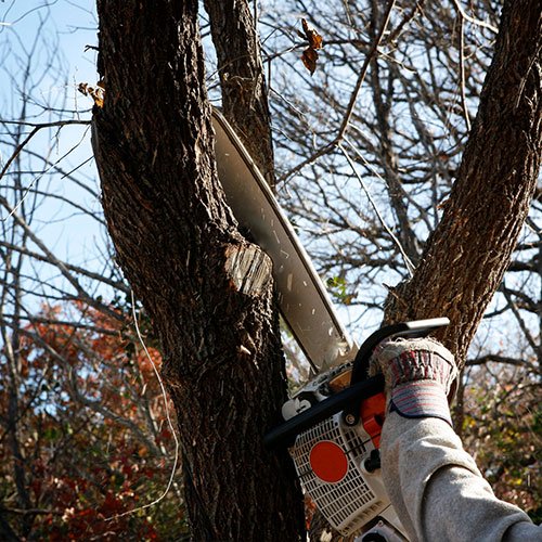 Tree Service Houston, TX Houston Tree Service Team