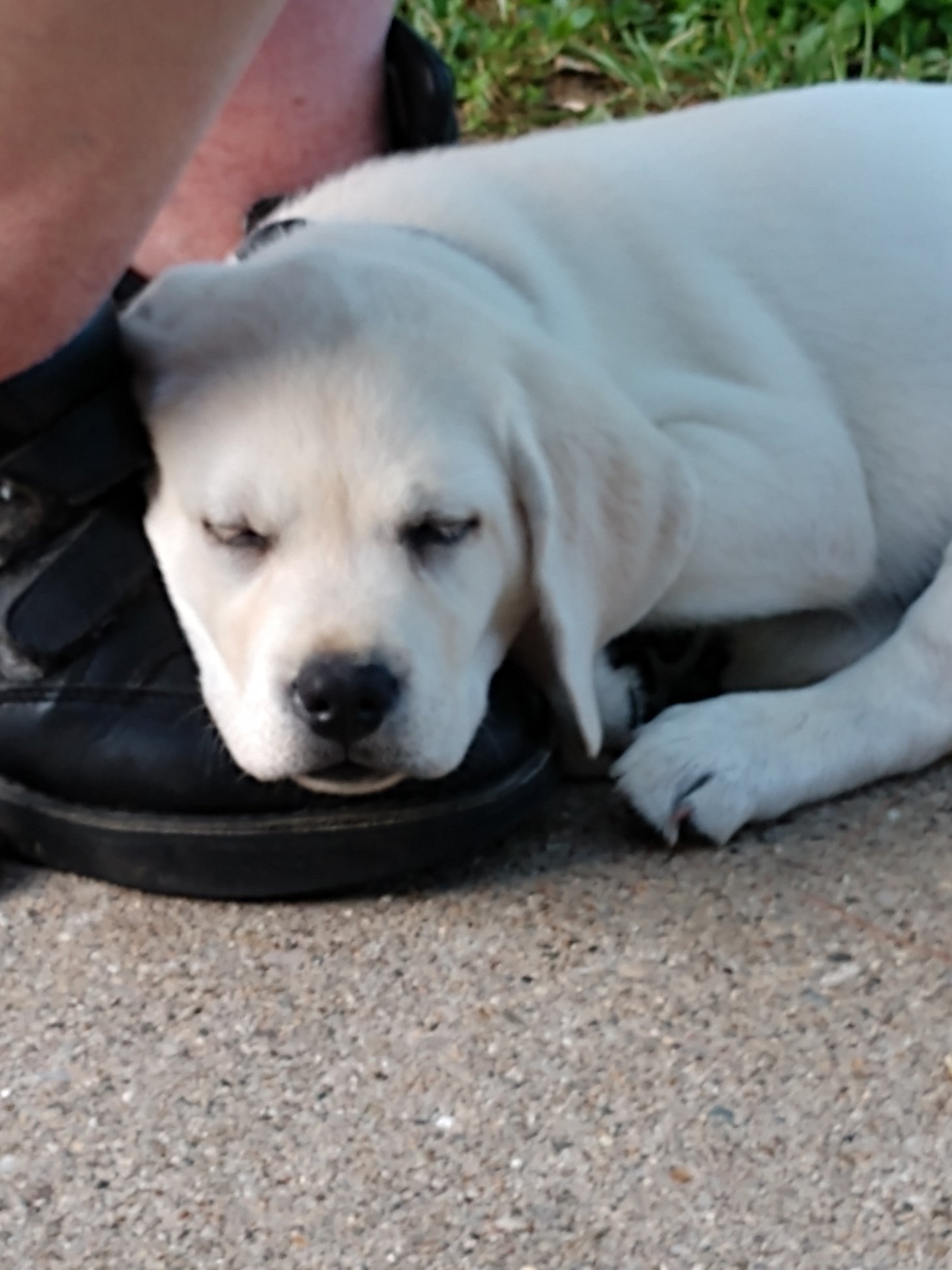 Puppies Grabill, IN - Crystal Acres Labrador Retrievers