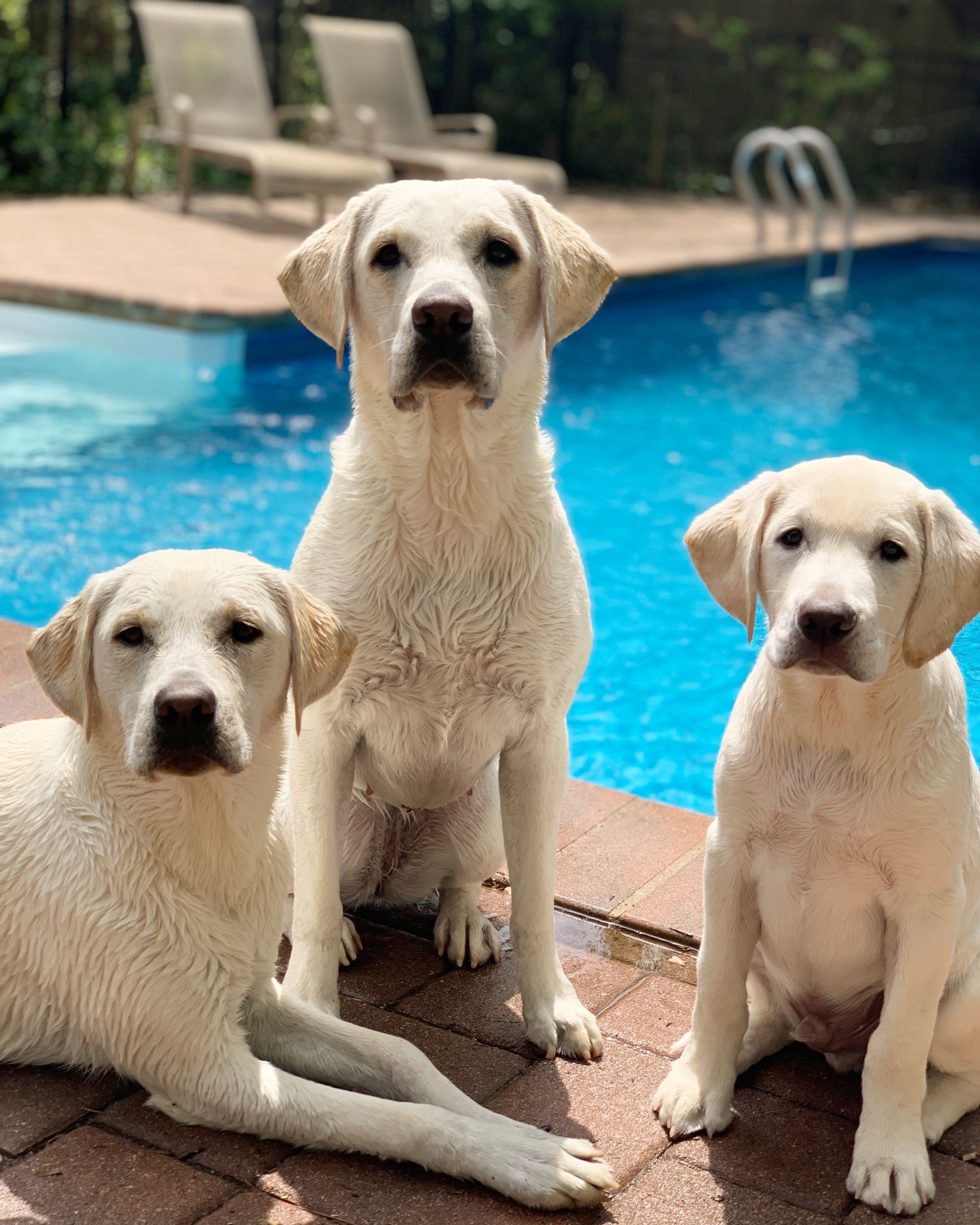 Puppies Grabill, IN - Crystal Acres Labrador Retrievers