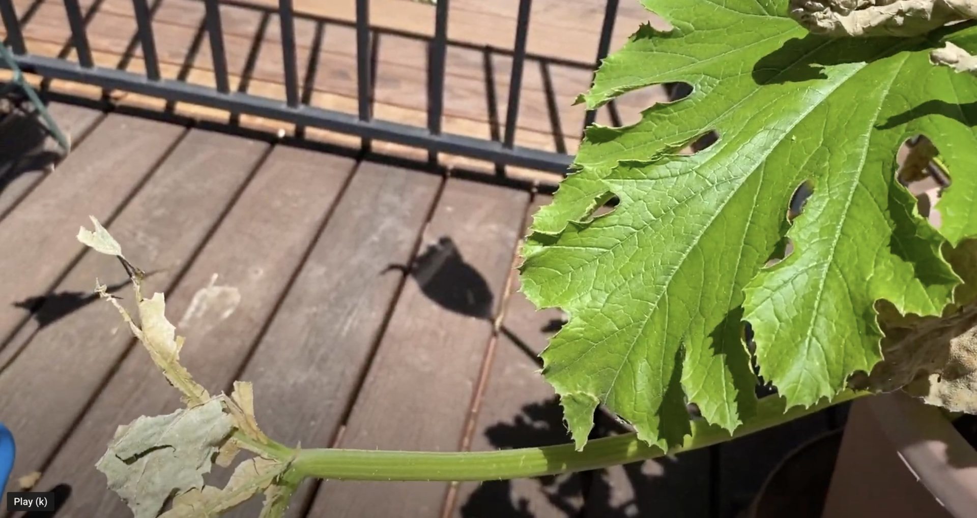 How to Treat Heat Stress and Avoid Sun Scald in Your