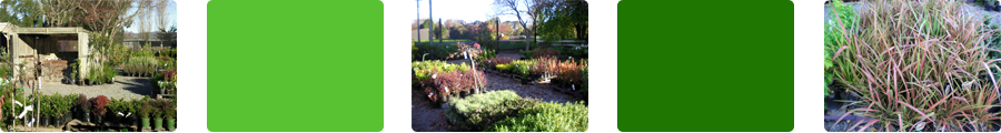 montage of a plant nursery in Canterbury