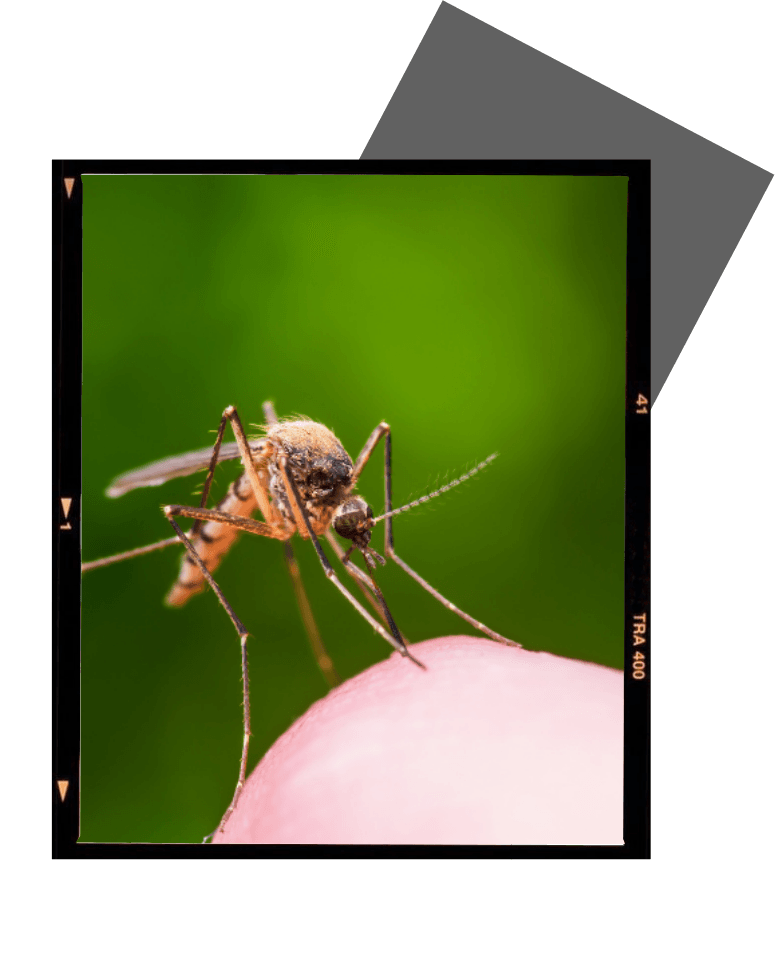 Bluffton Pest management 1 Mosquito Control Bluffton, SC