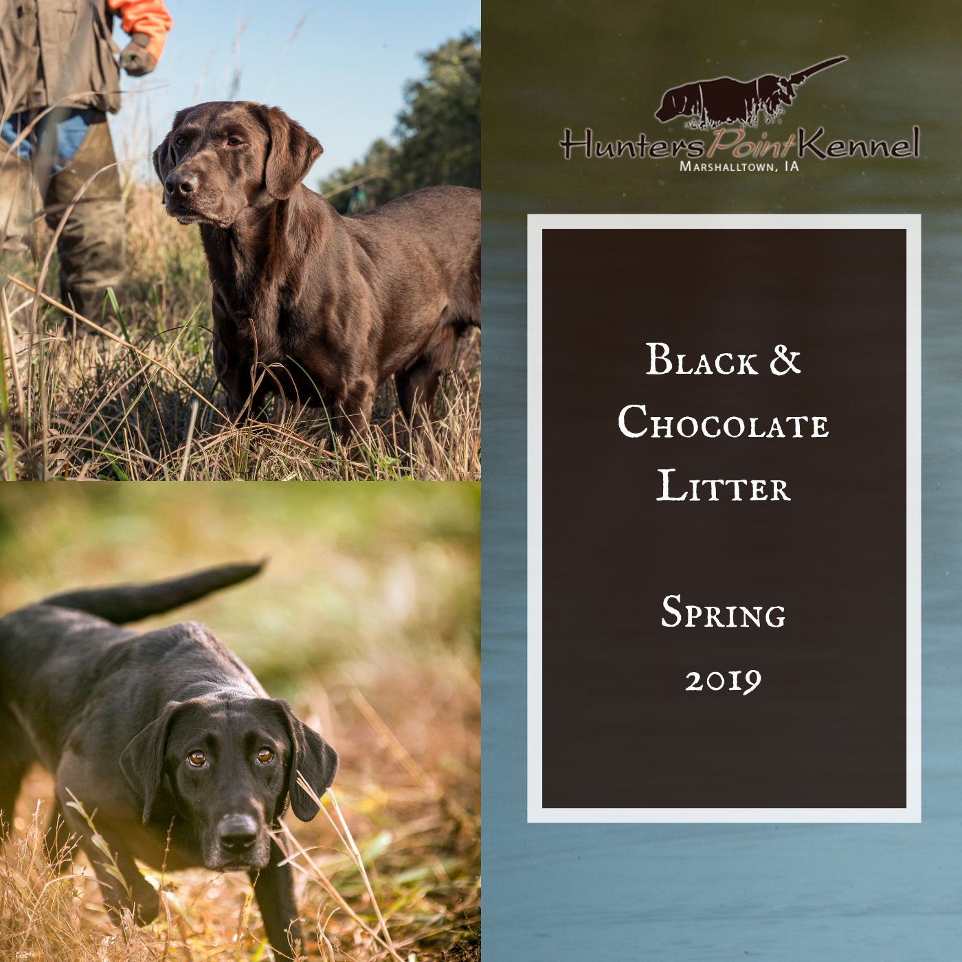 Pointing Labs for Sale World Class Labrador Puppies