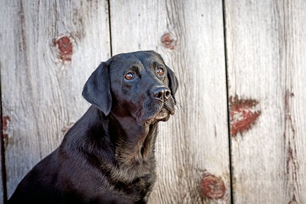 Black Pointing Labs for Sale - Retriever Lab Puppies