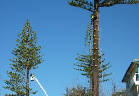 kiwi tree lopping permits