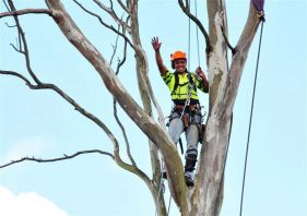 kiwi tree lopping expert