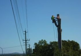 kiwi tree lopping tree