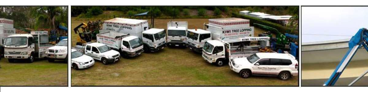 kiwi tree lopping about us