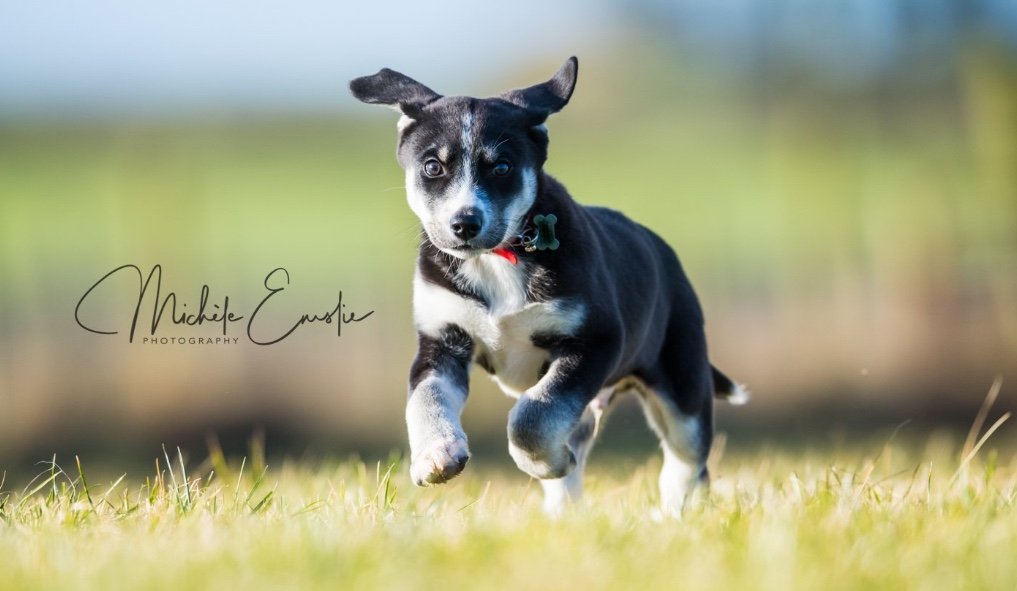 Boarding kennels at Kinmundy Kennels & Cattery