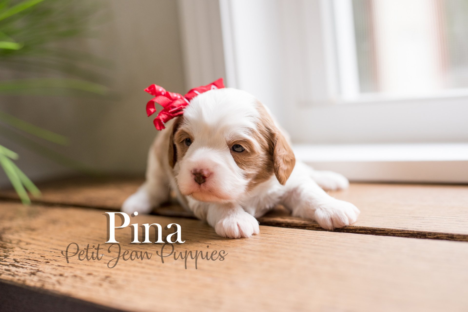 Petit Jean Puppies Goldendoodles, Cavapoos & Cavapoochons