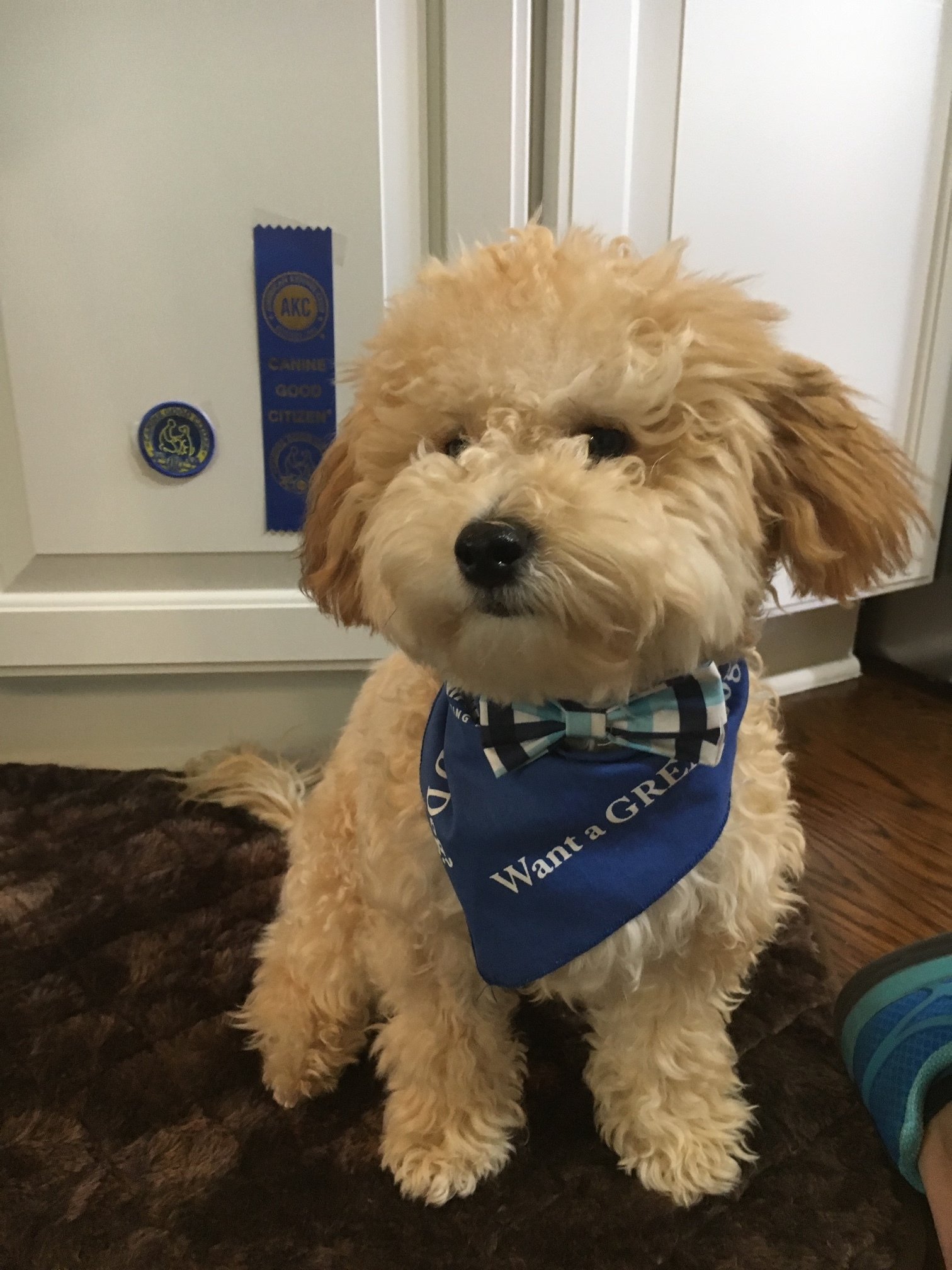 Cavapoochons Petit Jean Puppies