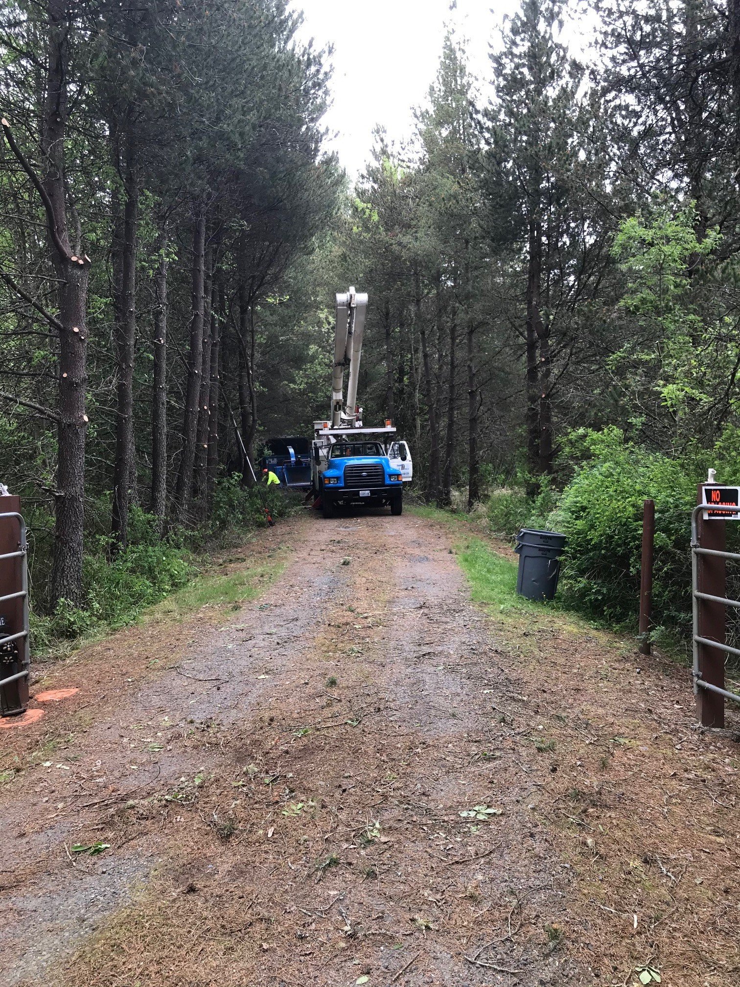 Gallery | Olympia, WA | Double D Tree Service LLC