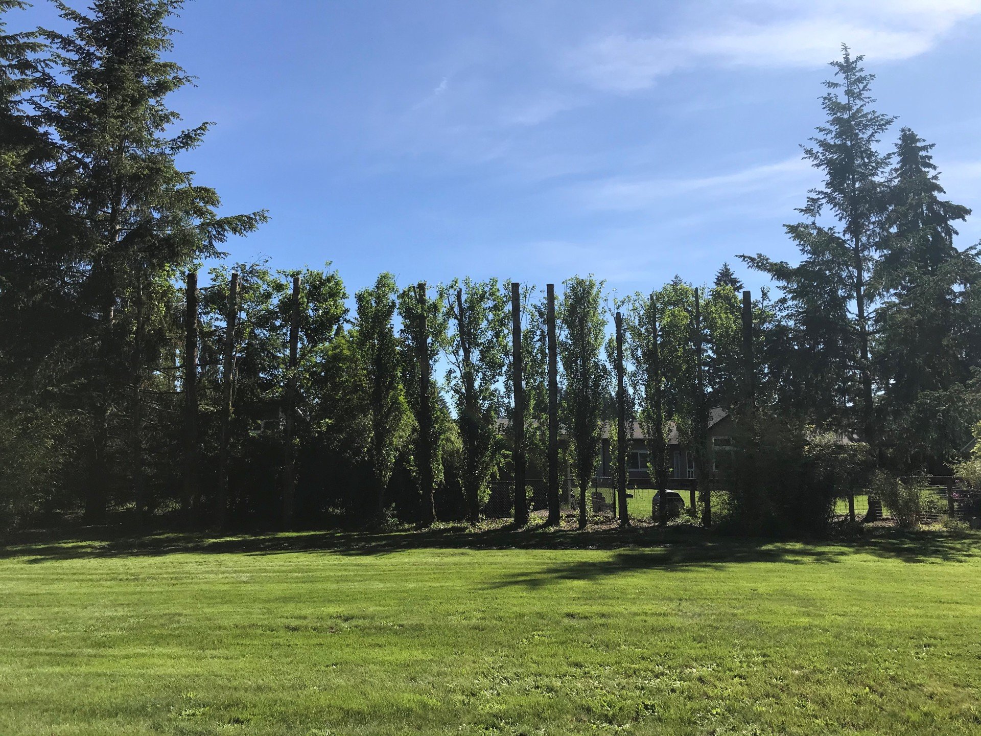 Gallery | Olympia, WA | Double D Tree Service LLC