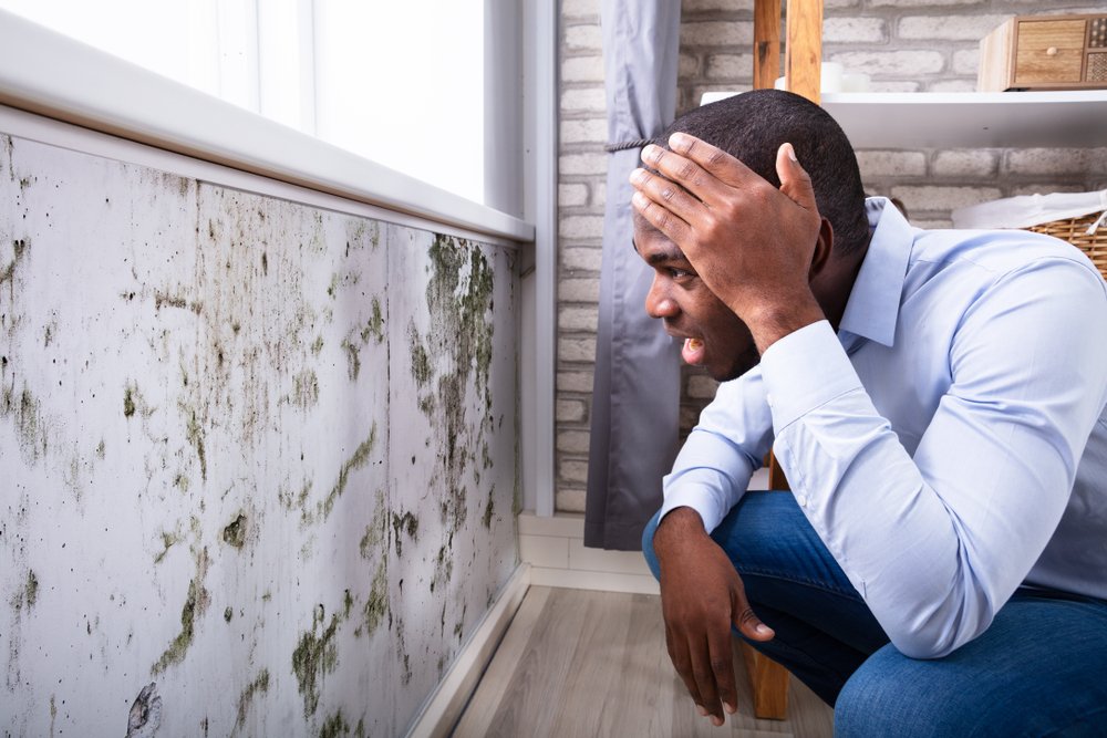 What S The Average Cost Of A Mold Inspection In North Georgia