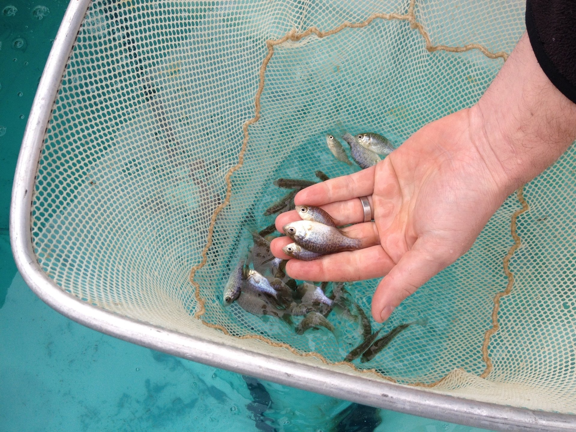 Pond Pro :: Quality Pond and Lake Management Services for Alabama