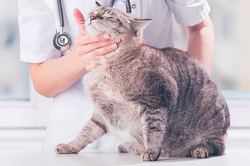 Qualified veterinary services Animal Choice