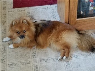 15 pound pomeranian petpom throwback poms and big pomeranians 15 pound pomeranian petpom throwback poms and big pomeranians